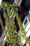 Fahrt_ins_Blaue_nach_Einbeck11_20061006_1361244878